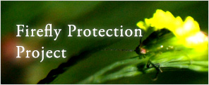 Firefly Protection Project