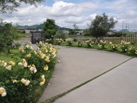 Time to See the Roses at Osato Laboratory Garden