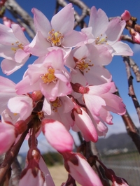 Season of Cherry Blossom Viewing