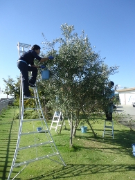 Autumn Olive Harvest 