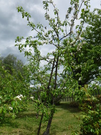 Flowers of apple trees in full blossom